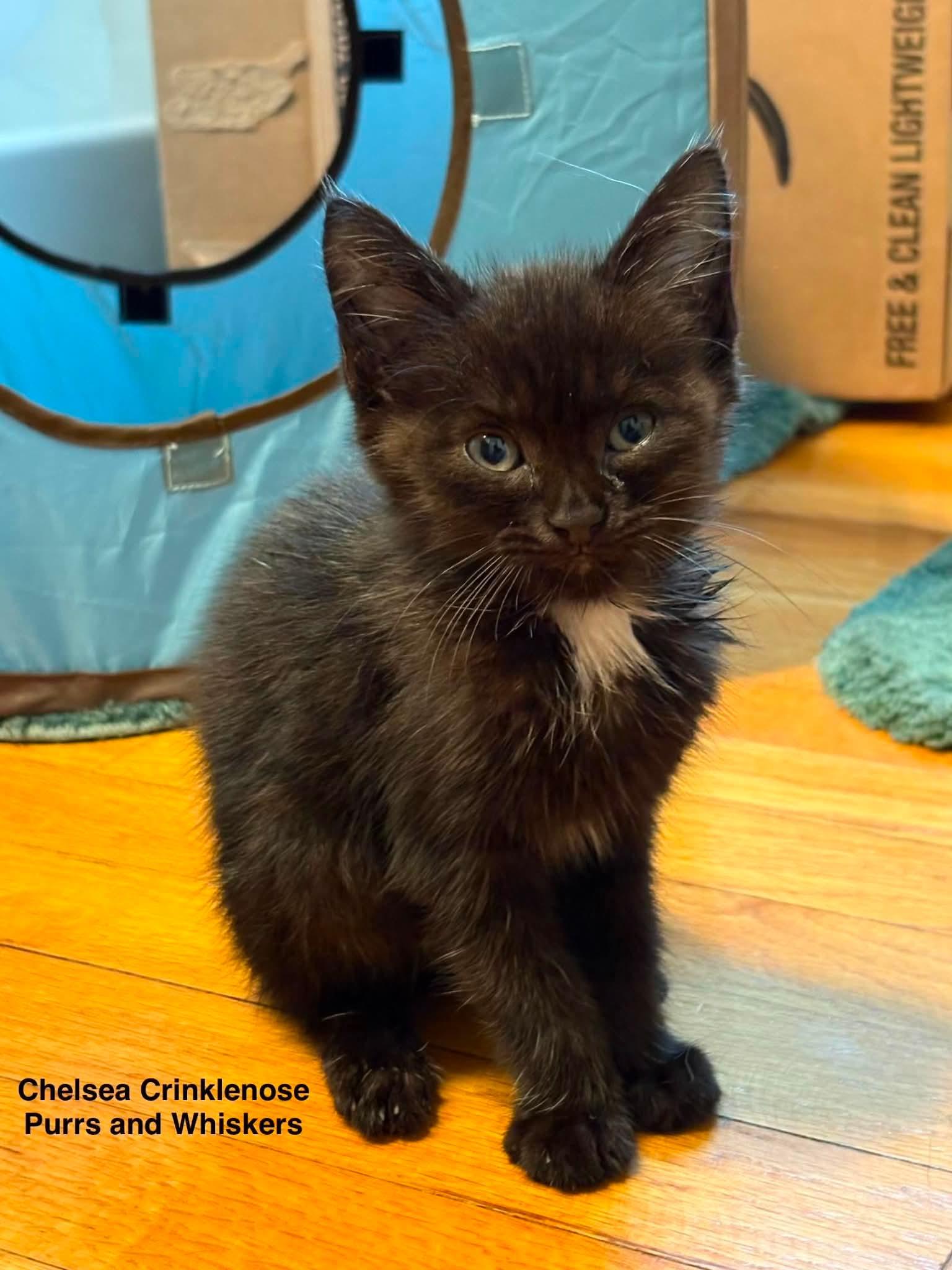 Enlarge Chelsea Crinklenose, a ADOPTABLE Domestic Long Hair in New Hartford, NY image 1/2