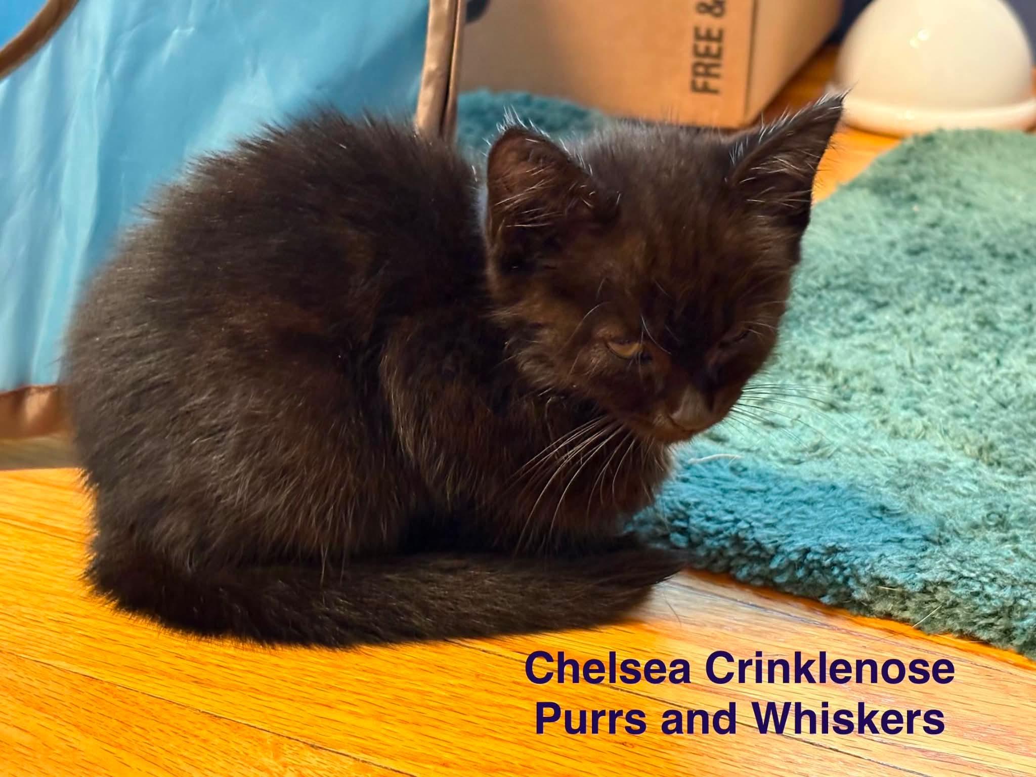 Enlarge Chelsea Crinklenose, a ADOPTABLE Domestic Long Hair in New Hartford, NY image 2/2