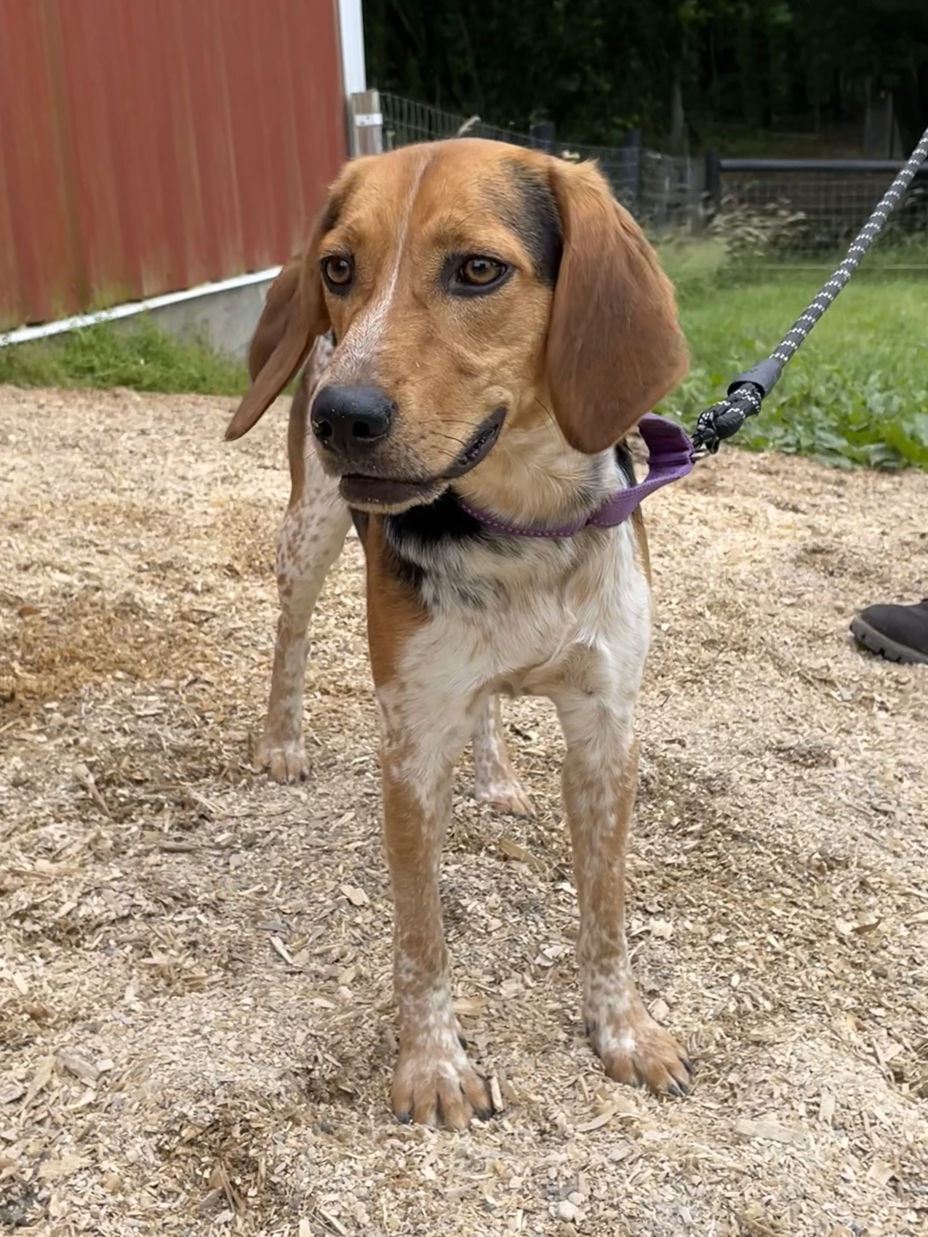 Dog for adoption Sandi, a Beagle & Hound Mix in Louisa, VA Petfinder