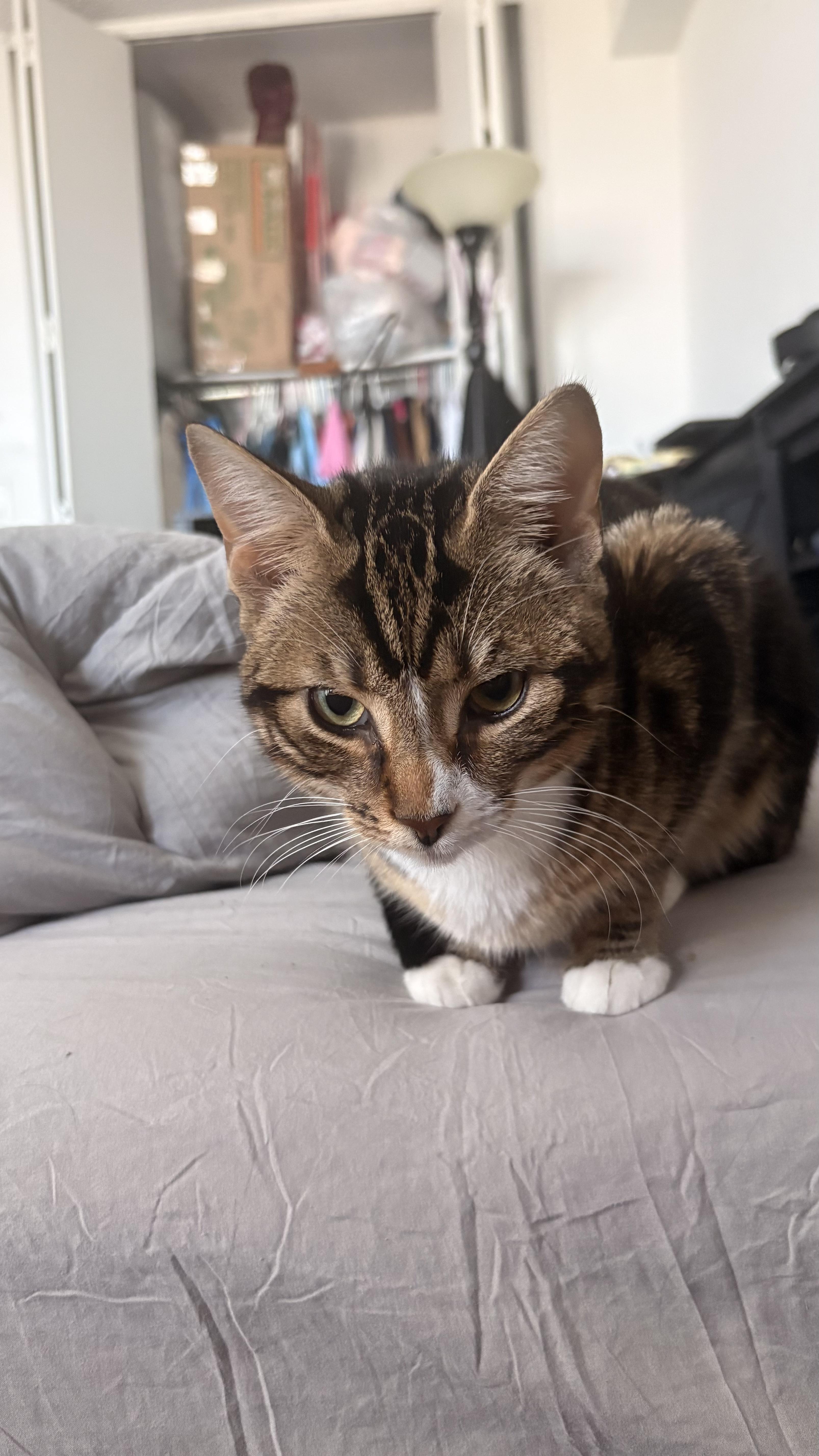 Enlarge Kitty, a ADOPTABLE Domestic Short Hair in Brooklyn, NY image 2/4
