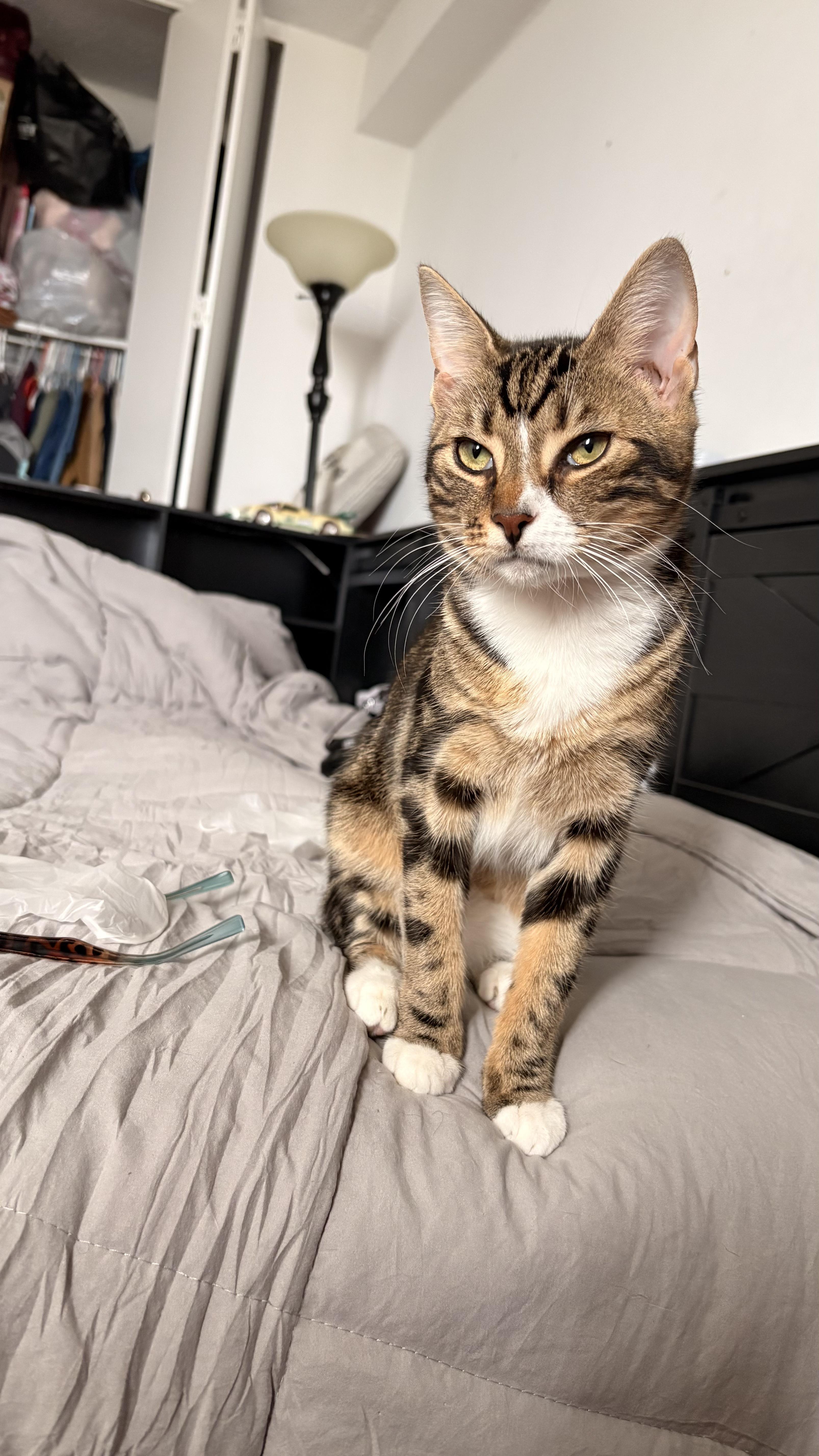 Enlarge Kitty, a ADOPTABLE Domestic Short Hair in Brooklyn, NY image 1/4