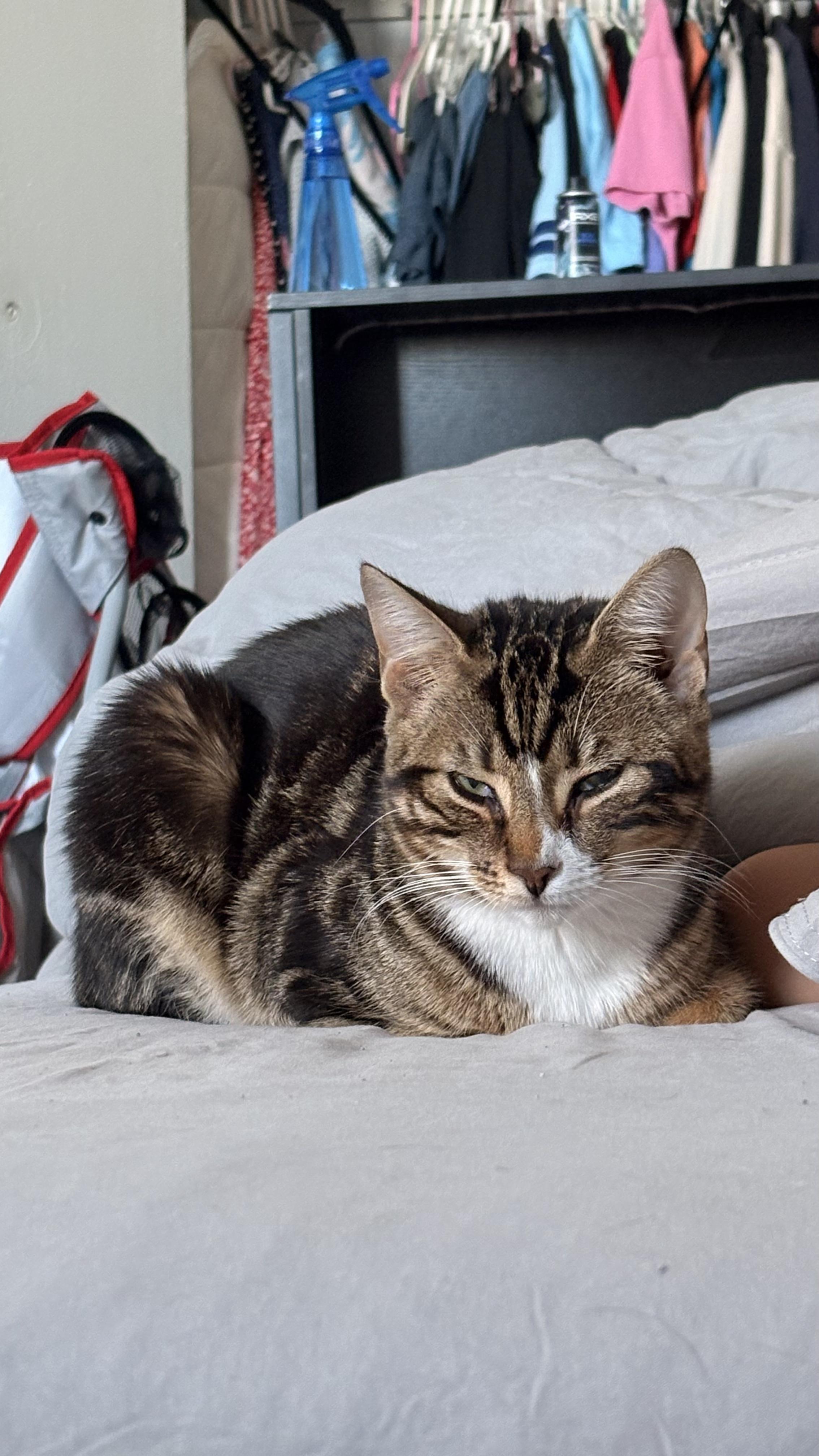 Enlarge Kitty, a ADOPTABLE Domestic Short Hair in Brooklyn, NY image 3/4