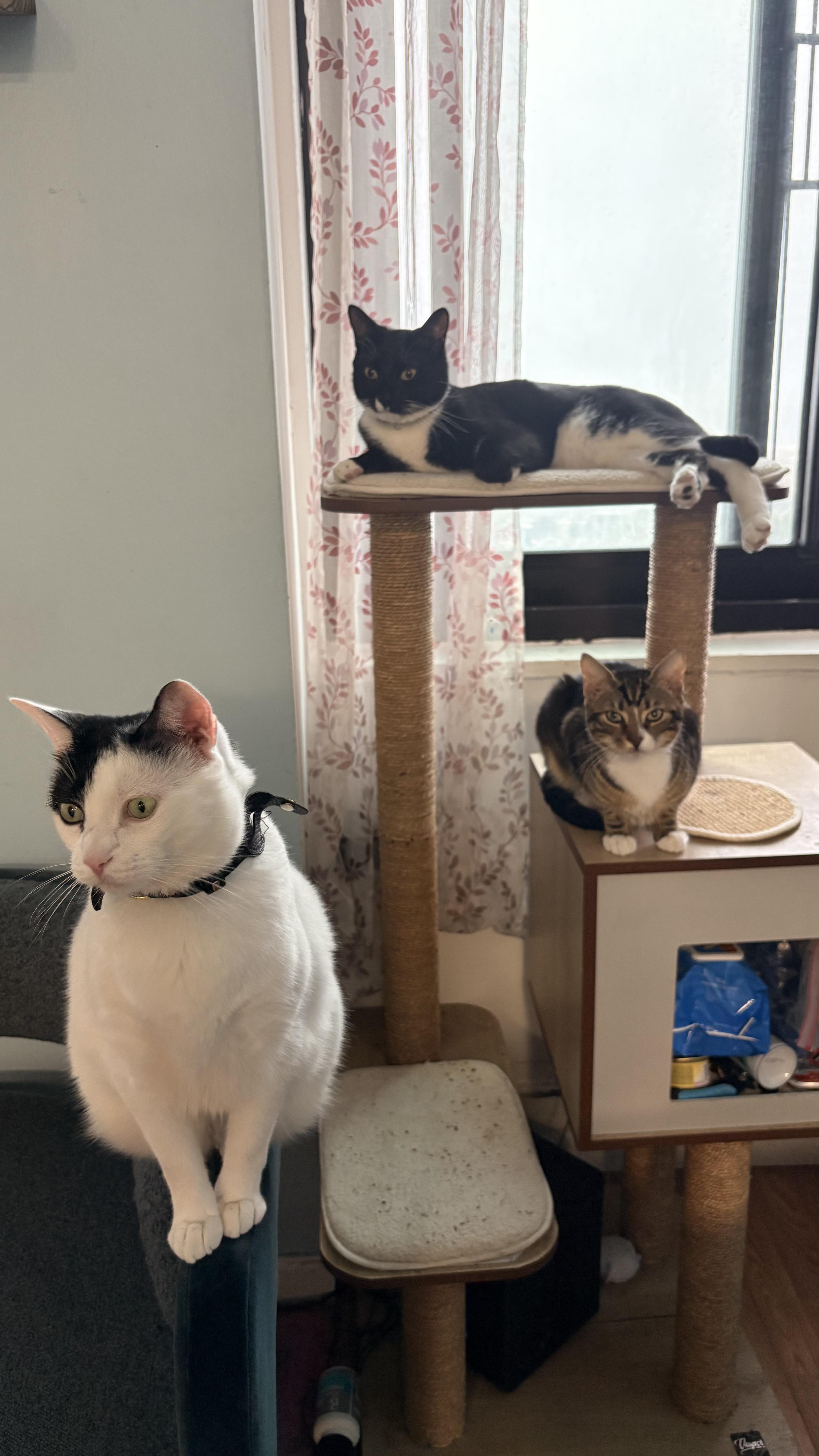Enlarge Kitty, a ADOPTABLE Domestic Short Hair in Brooklyn, NY image 4/4