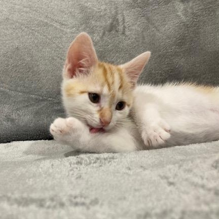 Enlarge Stuart, an adopted Domestic Short Hair in Scottsville, VA image 3/6