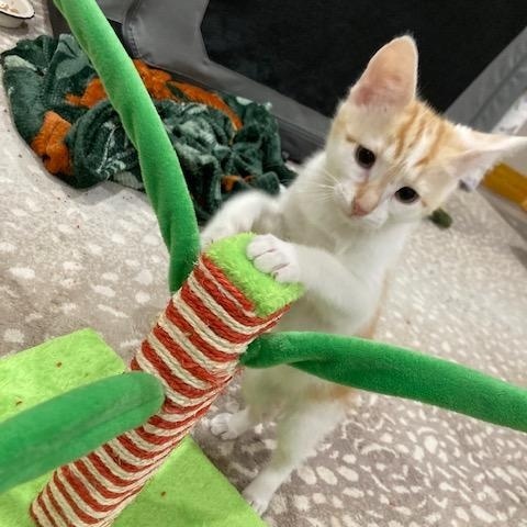 Enlarge Stuart, an adopted Domestic Short Hair in Scottsville, VA image 1/6