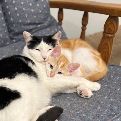 Enlarge Stuart, an adopted Domestic Short Hair in Scottsville, VA image 2/6