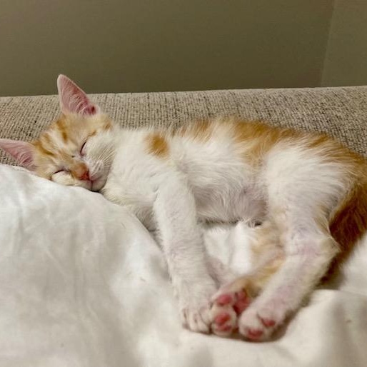 Enlarge Stuart, an adopted Domestic Short Hair in Scottsville, VA image 4/6