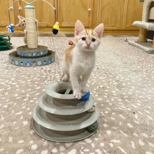 Enlarge Stuart, an adopted Domestic Short Hair in Scottsville, VA image 5/6