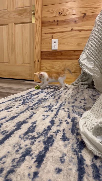 Enlarge Stuart, an adopted Domestic Short Hair in Scottsville, VA video 6/6