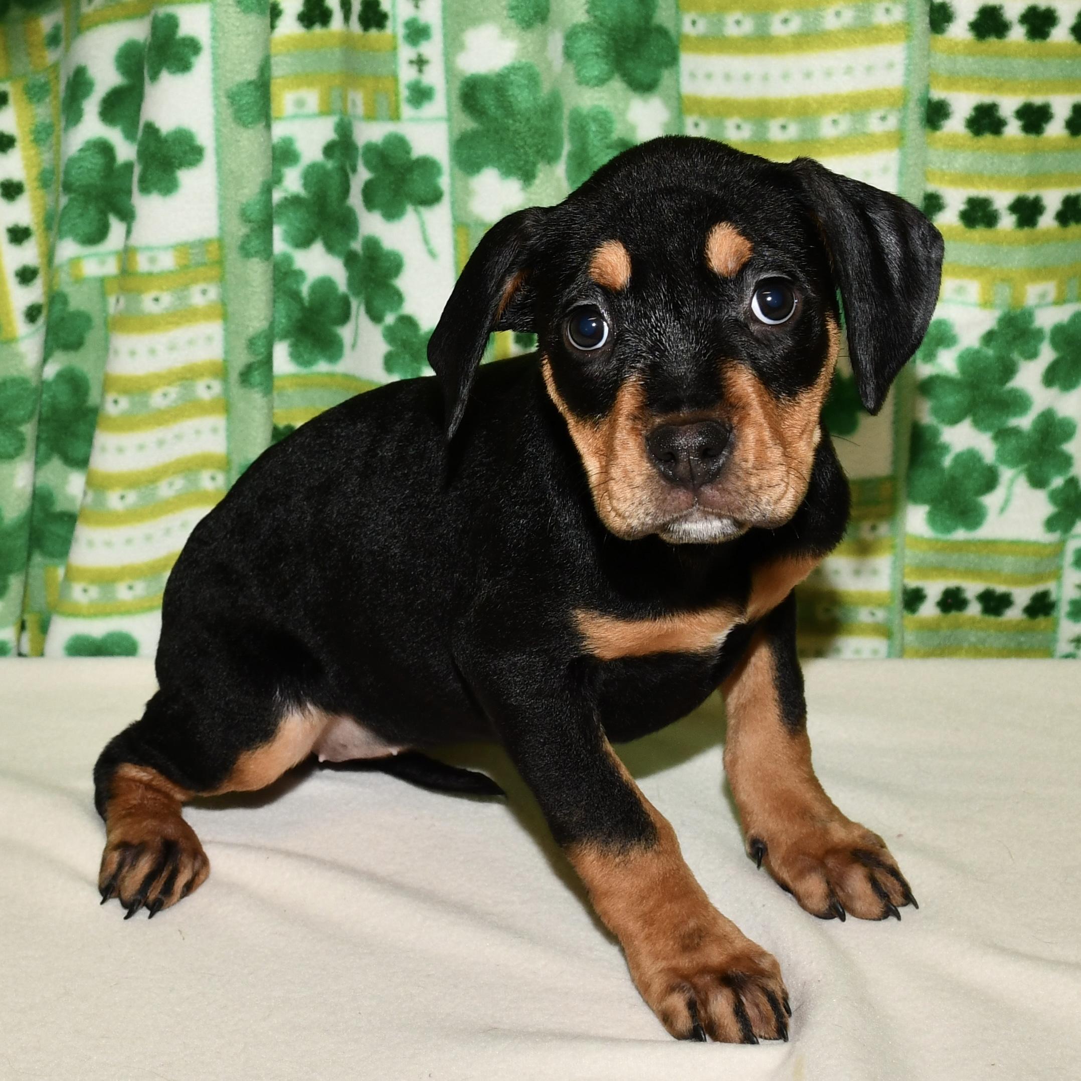 Enlarge Poppy, an adopted mixed breed in Libertyville, IL image 1/2