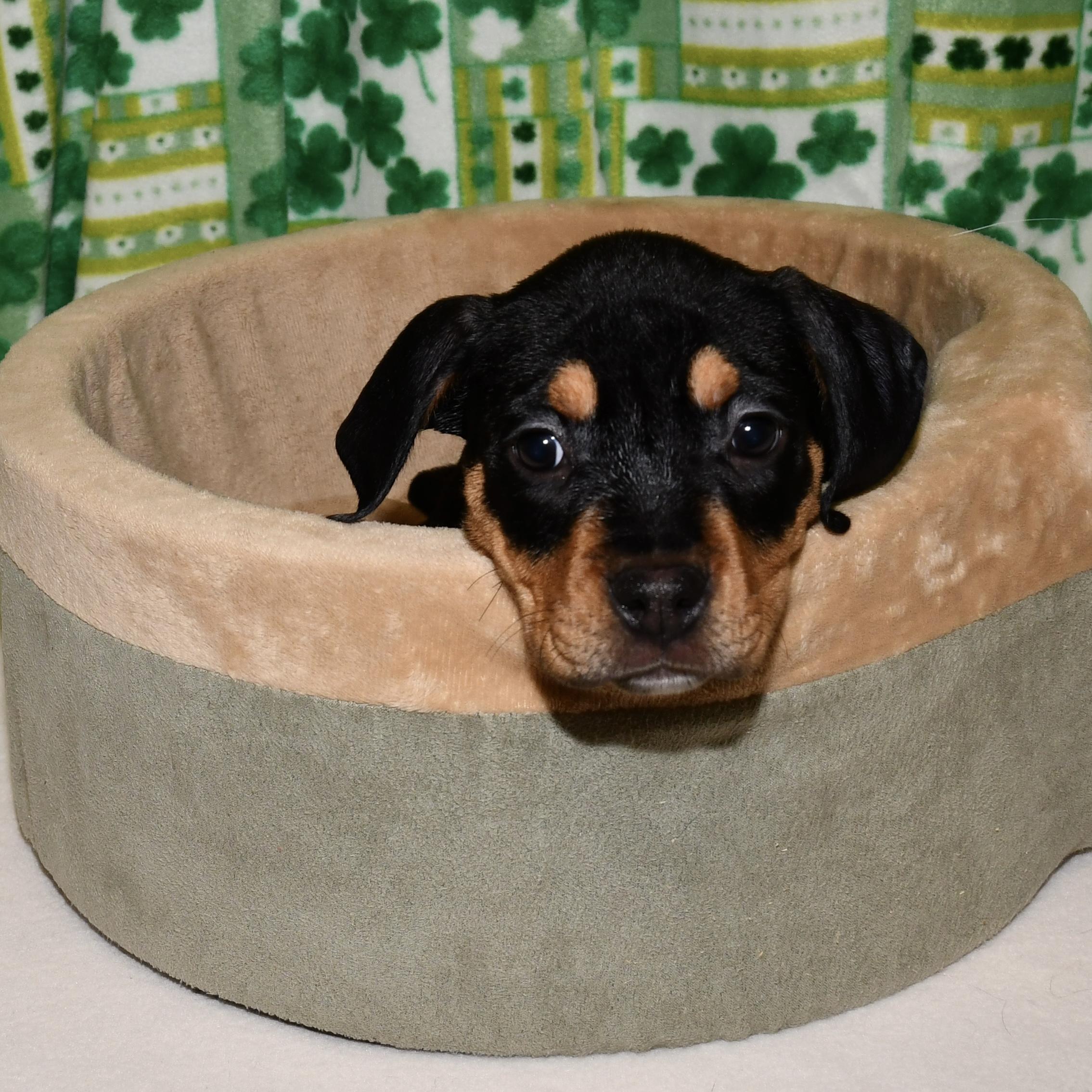 Enlarge Poppy, an adopted mixed breed in Libertyville, IL image 2/2