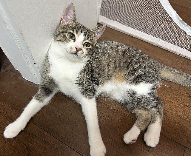 Ms. Coffee, Adoptable, Kitten Female Domestic Short Hair.