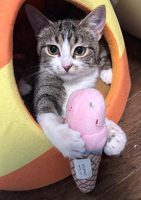 Enlarge Ms. Coffee, a Adoptable mixed breed in Cincinnati, OH image 3/6