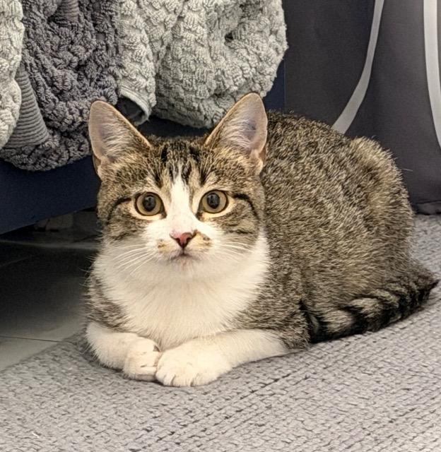 Enlarge Ms. Coffee, a Adoptable mixed breed in Cincinnati, OH image 4/6