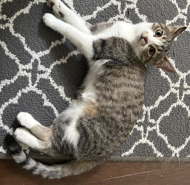 Enlarge Ms. Coffee, a Adoptable mixed breed in Cincinnati, OH image 6/6