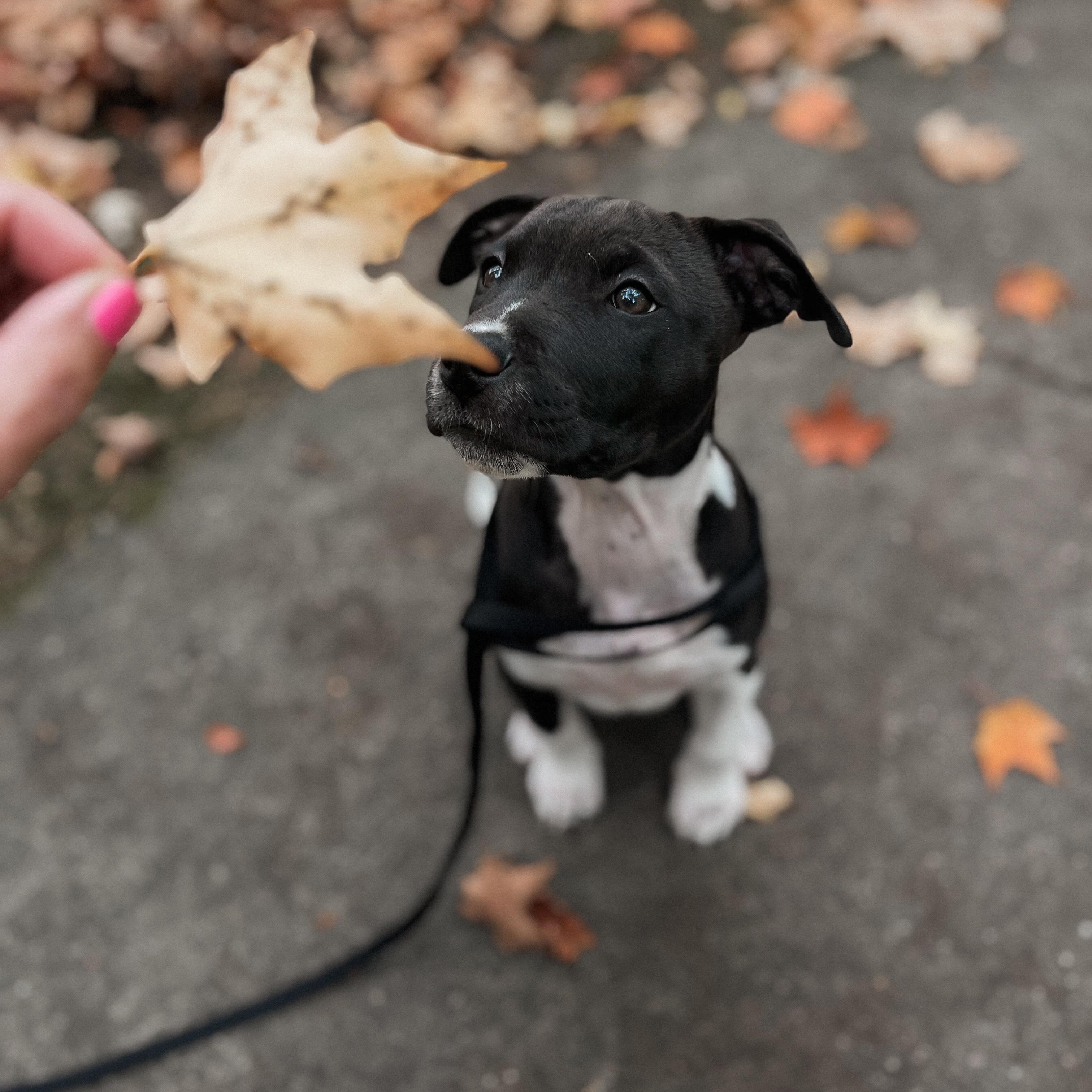 Frenchie (Grease litter)