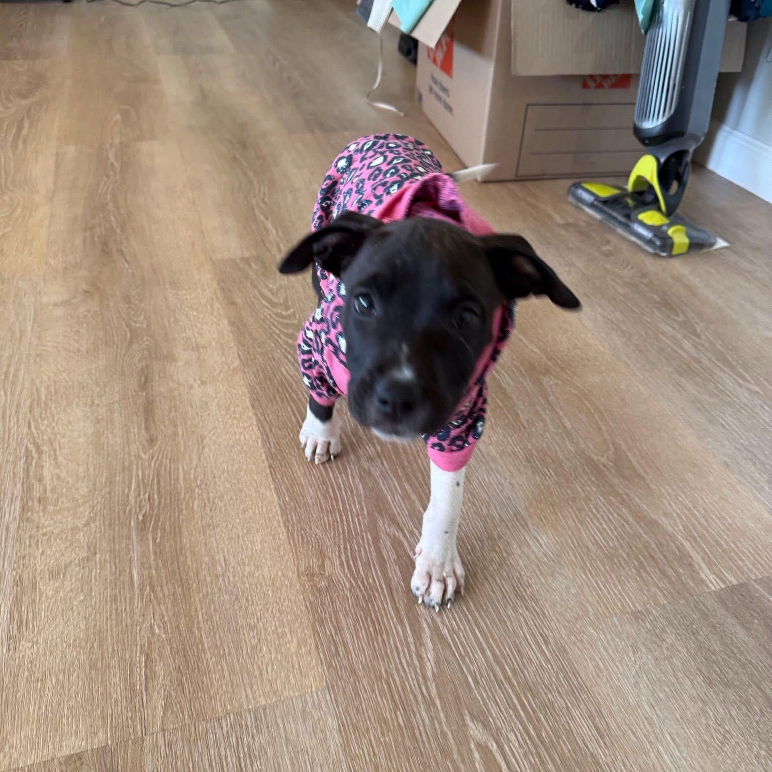 Frenchie (Grease litter)