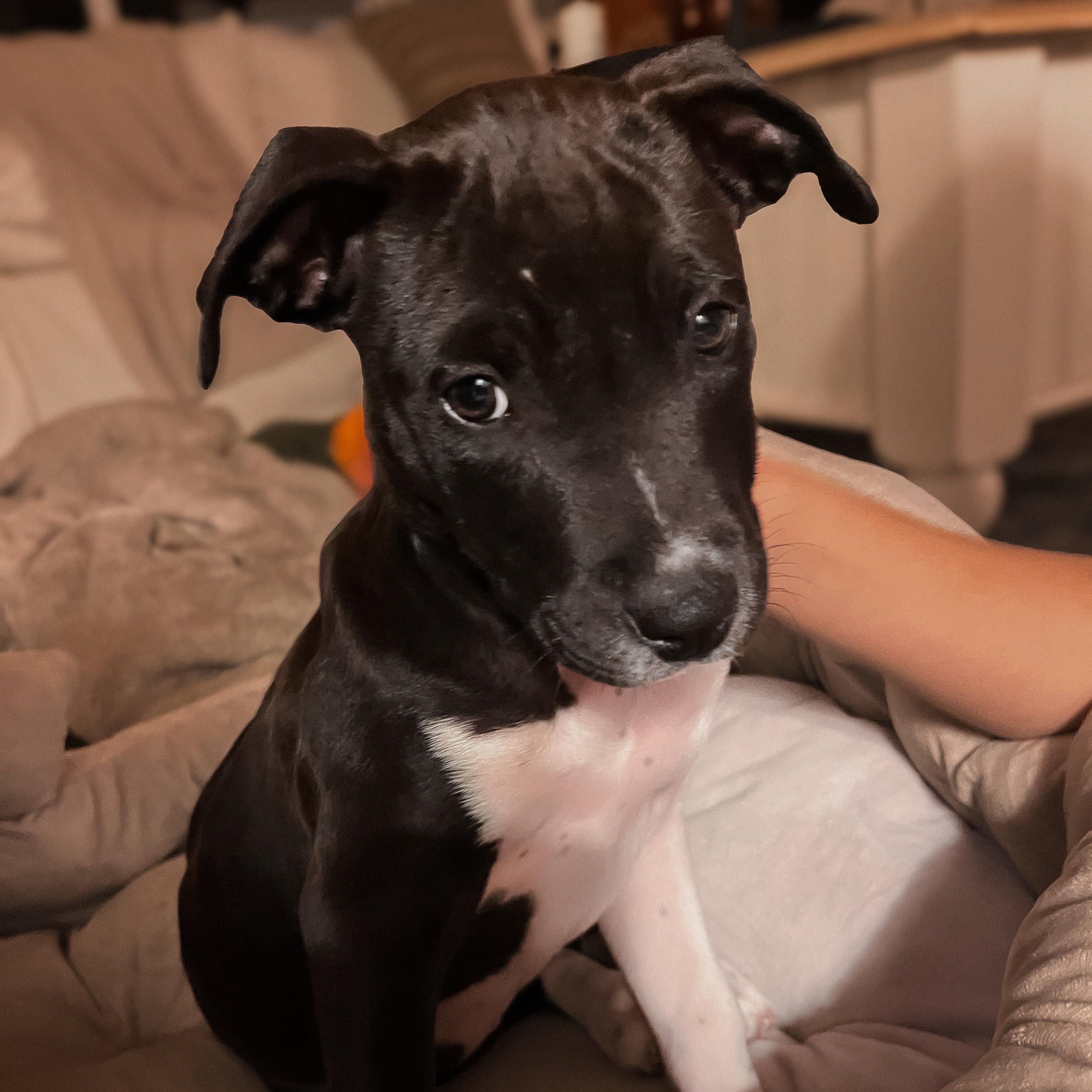 Frenchie (Grease litter)