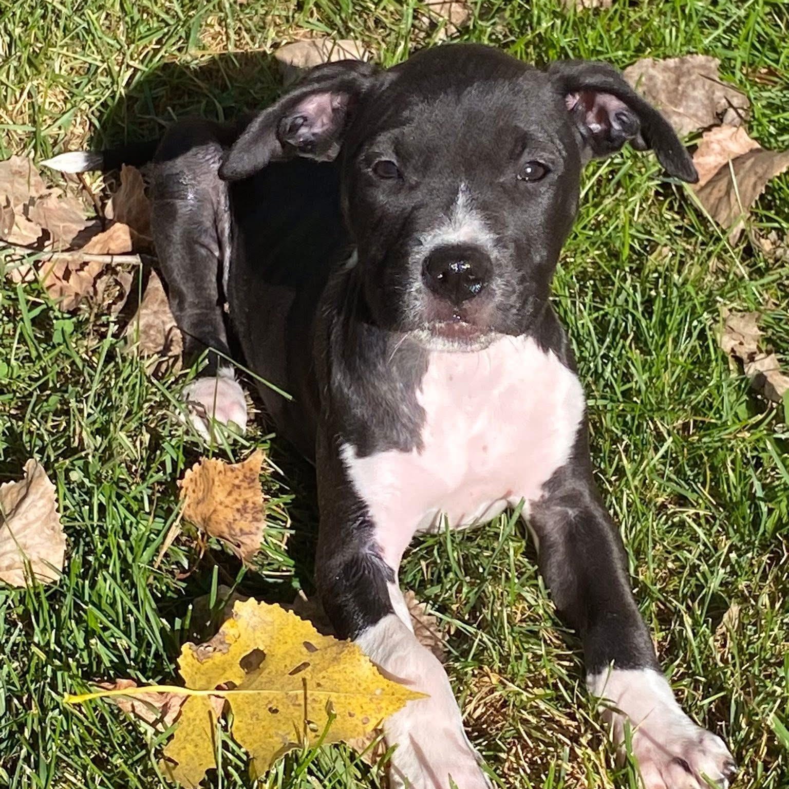 Frenchie (Grease litter)