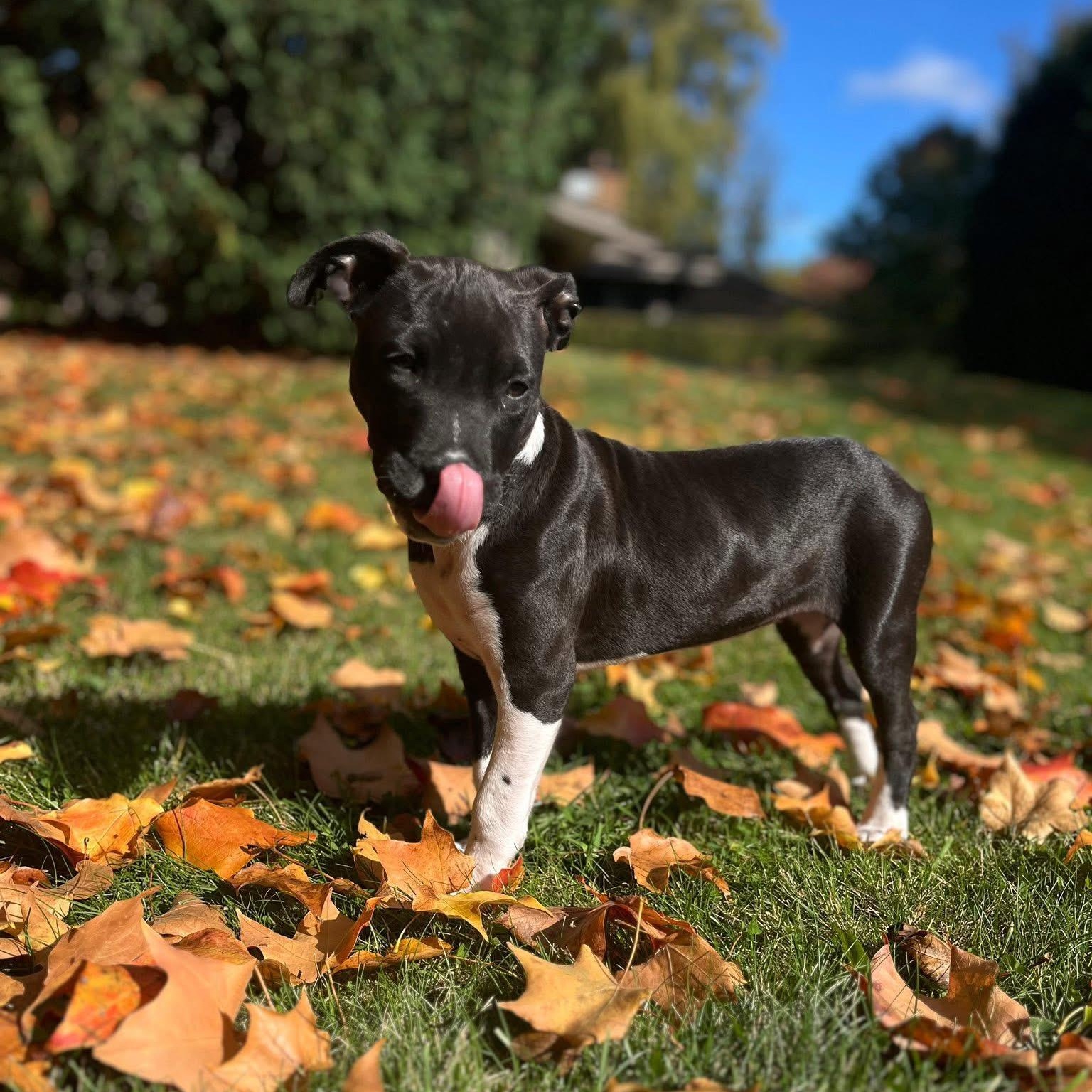 Frenchie (Grease litter)