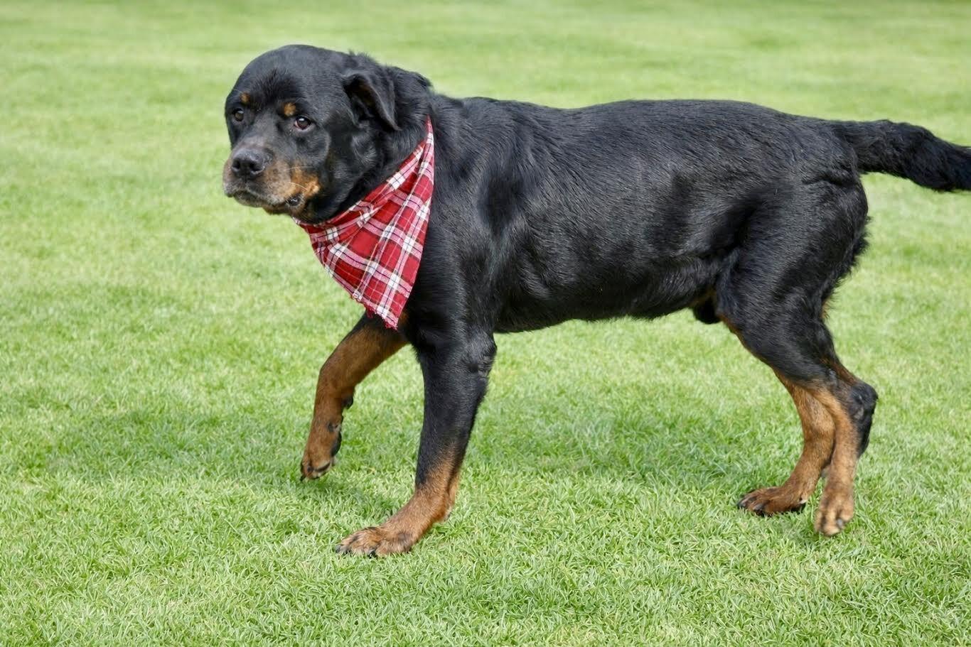 Enlarge Leo, a Adoptable Rottweiler in Maryville, TN image 1/6