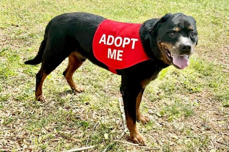Enlarge Leo, a Adoptable Rottweiler in Maryville, TN image 2/6