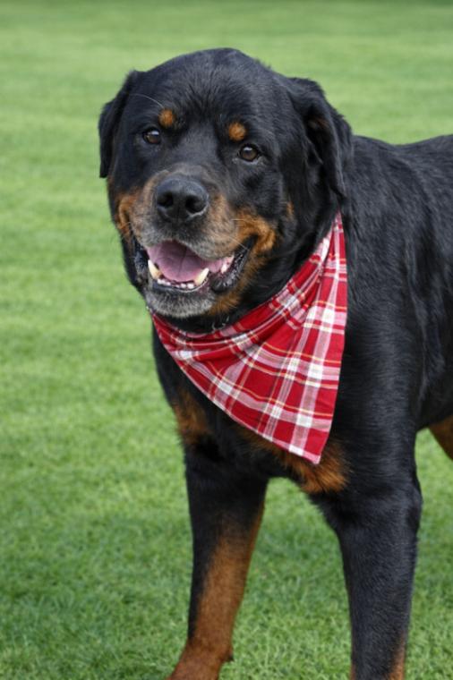 Enlarge Leo, a Adoptable Rottweiler in Maryville, TN image 3/6