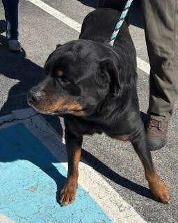 Enlarge Leo, a Adoptable Rottweiler in Maryville, TN image 4/6