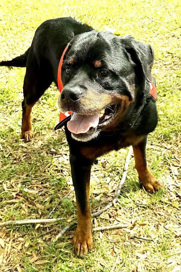 Enlarge Leo, a Adoptable Rottweiler in Maryville, TN image 5/6