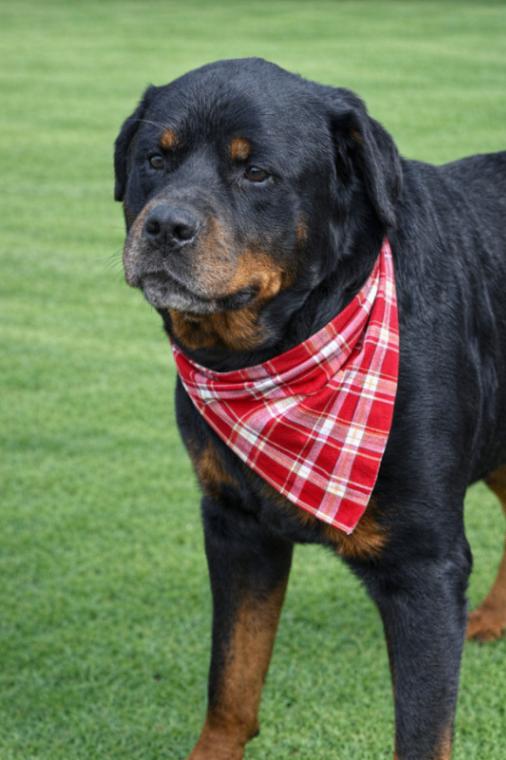 Enlarge Leo, a Adoptable Rottweiler in Maryville, TN image 6/6