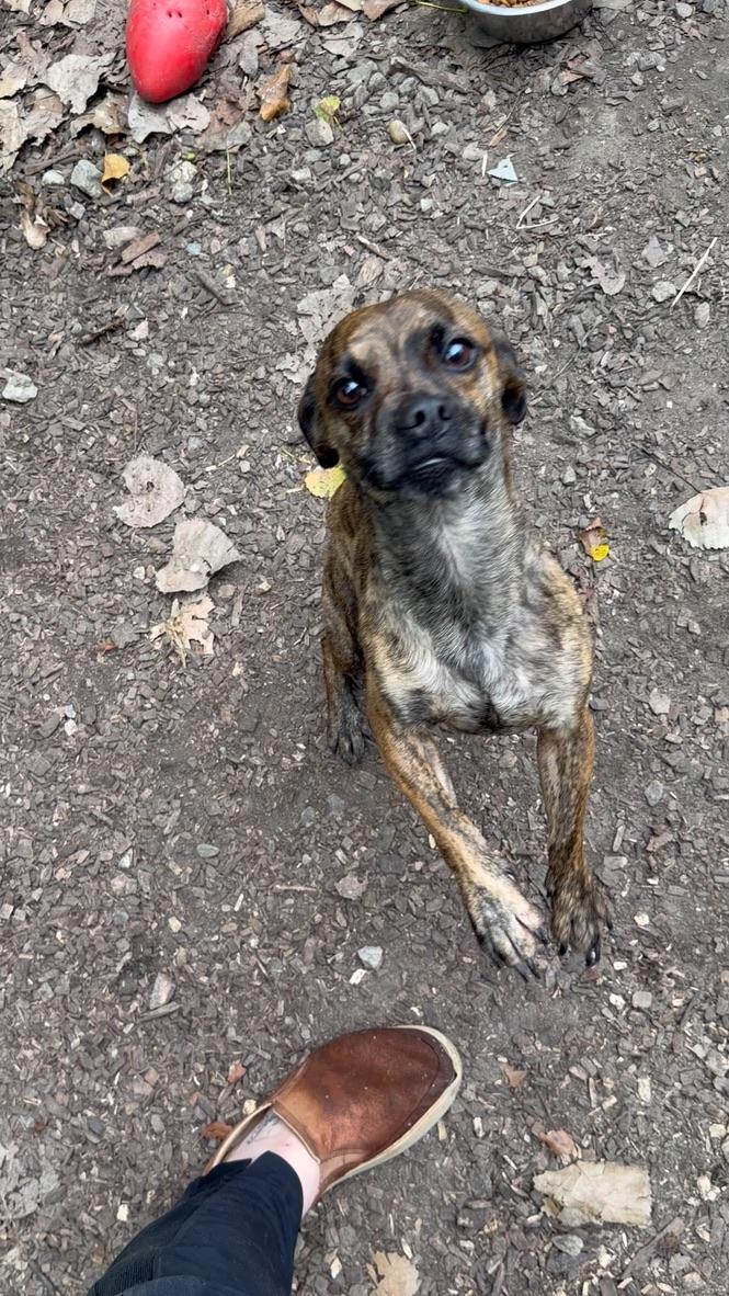 Enlarge Ahlee, a Adoptable mixed breed in Petersburg, VA image 2/6