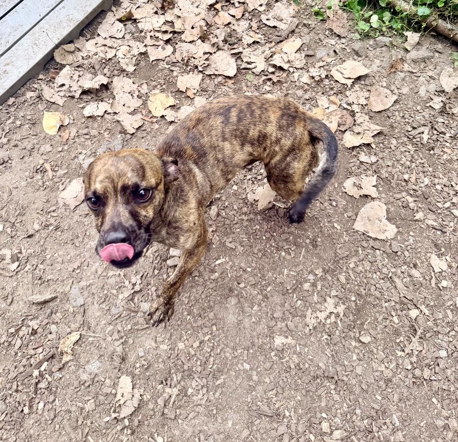 Enlarge Ahlee, a Adoptable mixed breed in Petersburg, VA image 6/6