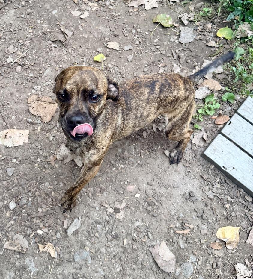 Enlarge Ahlee, a Adoptable mixed breed in Petersburg, VA image 5/6