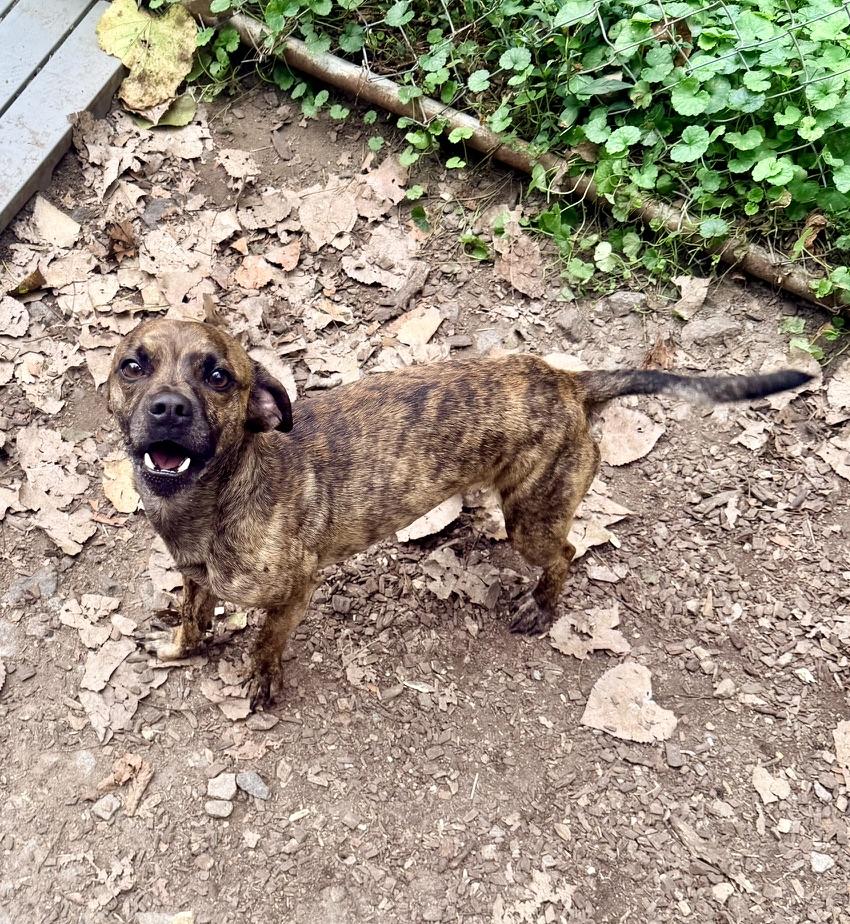 Ahlee, Adoptable, Young Male Dachshund & Terrier.