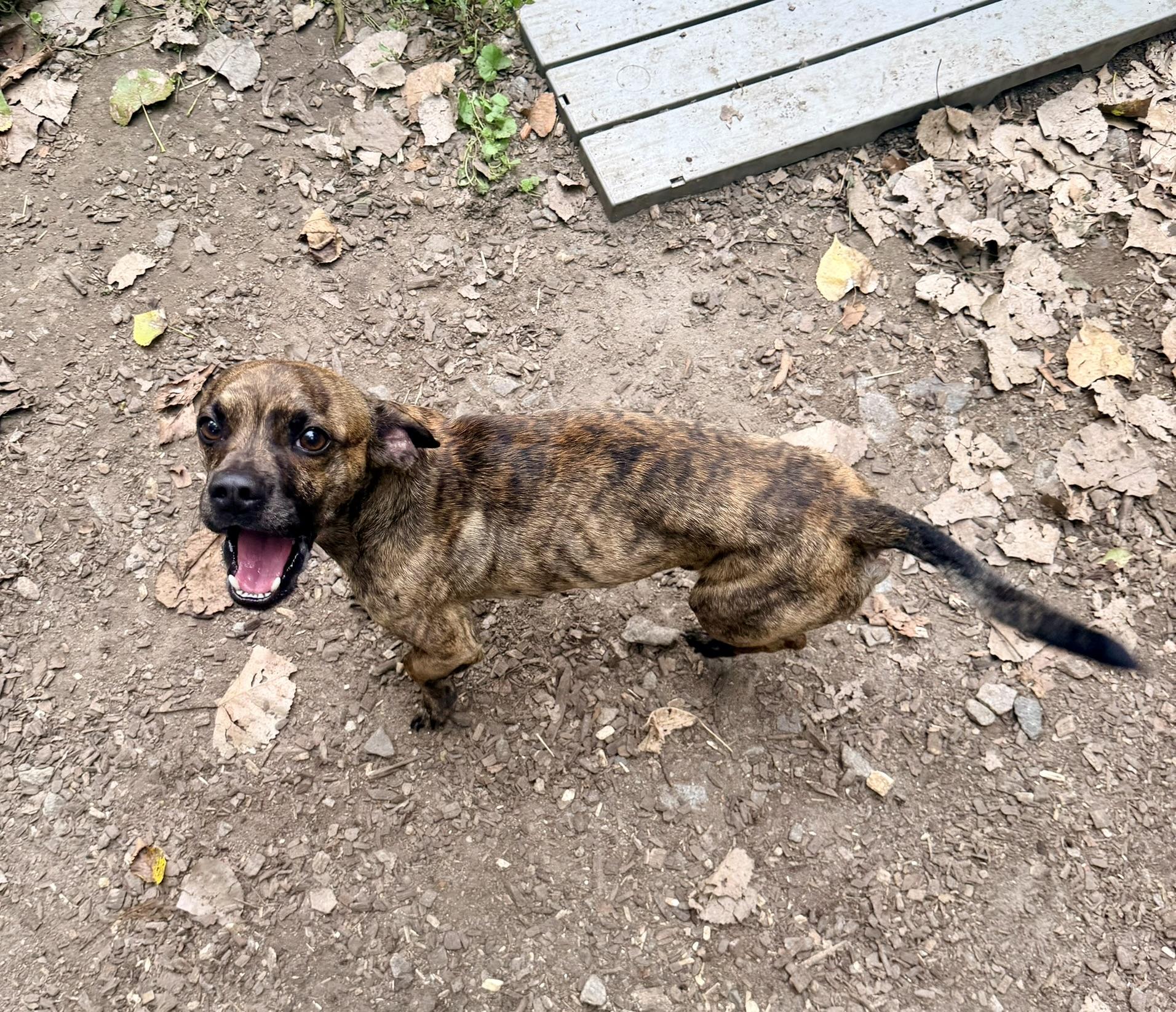 Enlarge Ahlee, a Adoptable mixed breed in Petersburg, VA image 3/6