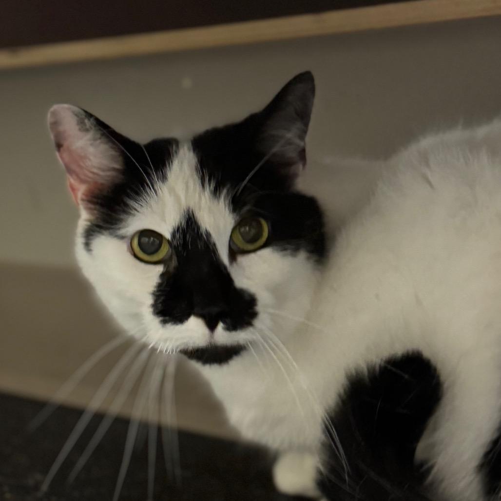 Tiki, Adoptable, Senior Male Domestic Short Hair.