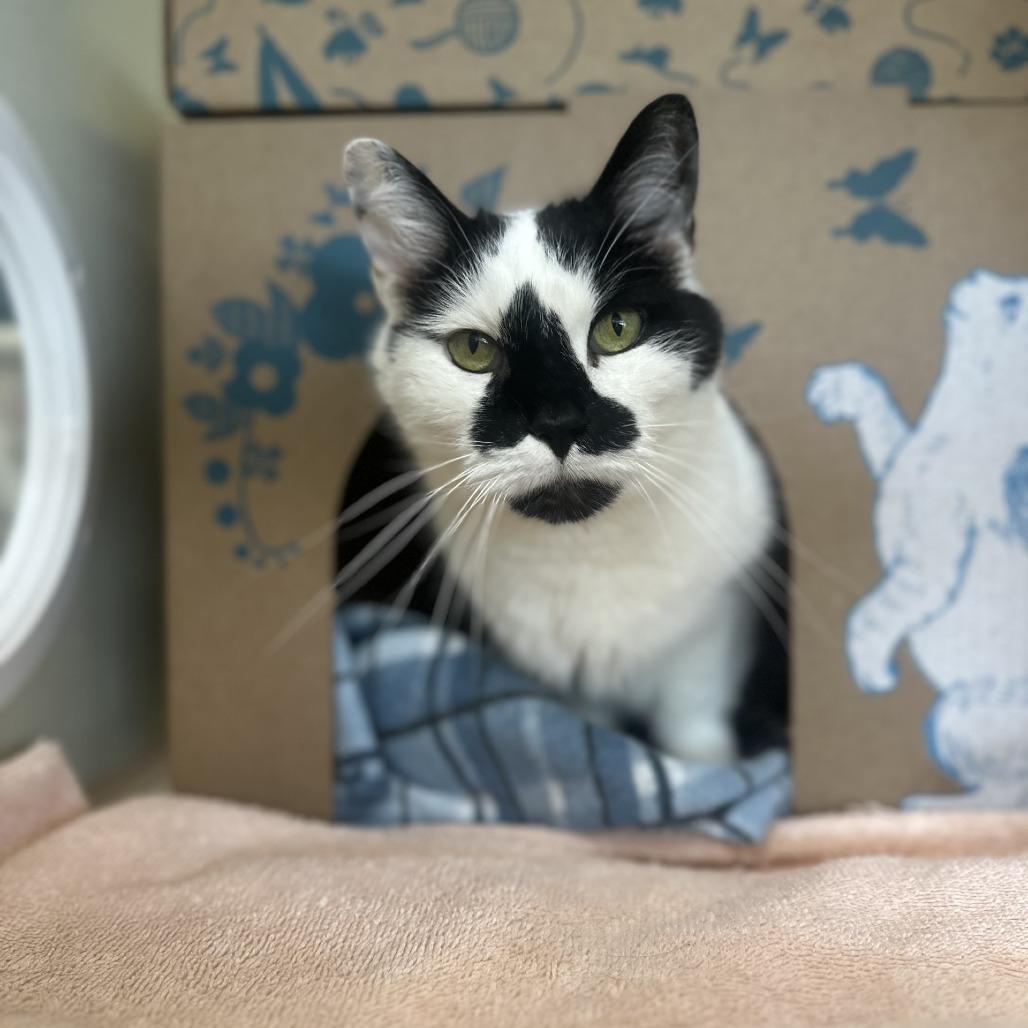 Enlarge Tiki, a Adoptable Domestic Short Hair in West Olive, MI image 2/4
