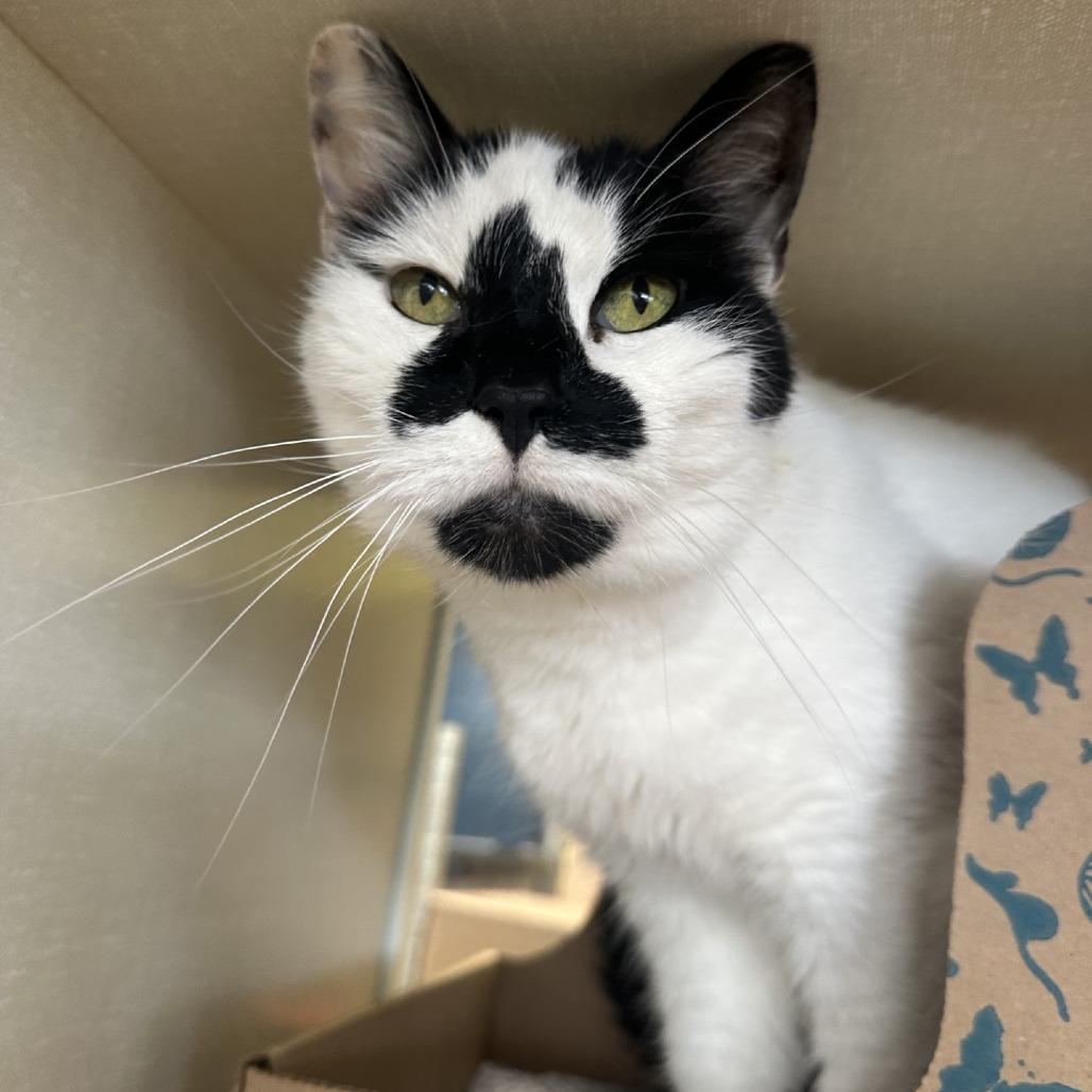 Enlarge Tiki, a Adoptable Domestic Short Hair in West Olive, MI image 3/4