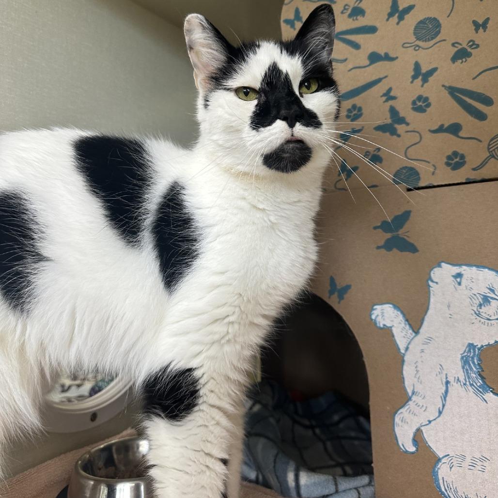 Enlarge Tiki, a Adoptable Domestic Short Hair in West Olive, MI image 4/4
