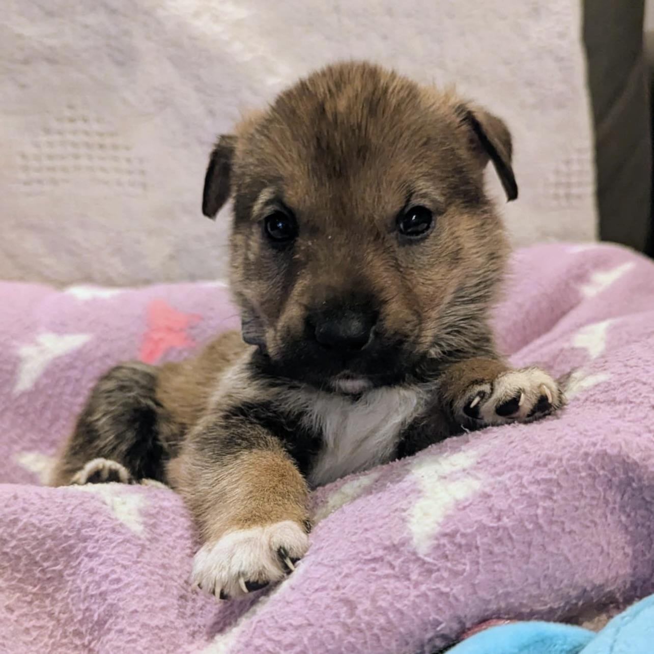 Sparky (20251022-12)