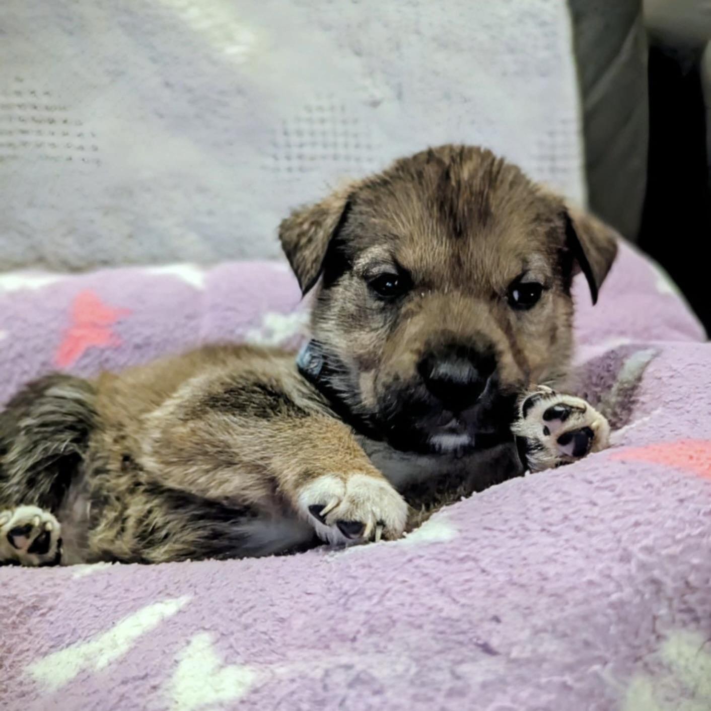 Sparky (20251022-12)