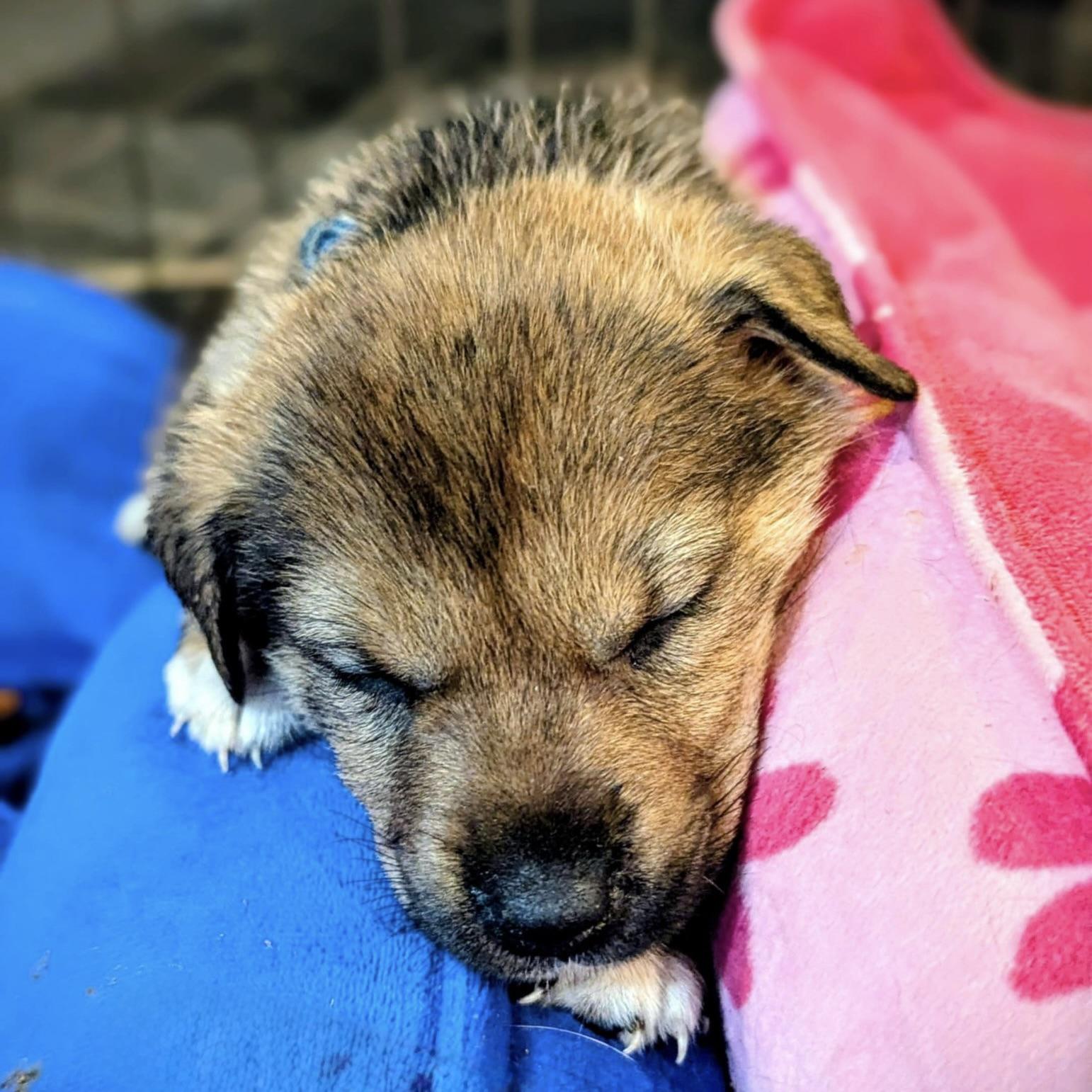 Sparky (20251022-12)