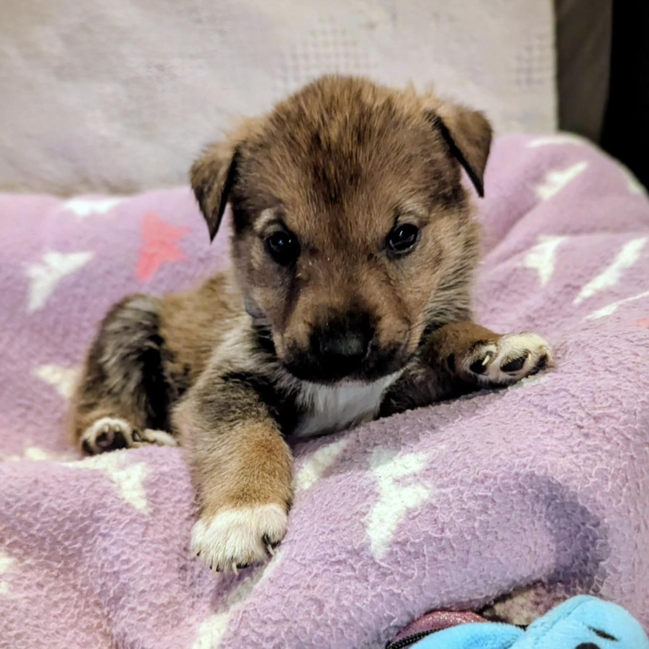 Sparky (20251022-12)