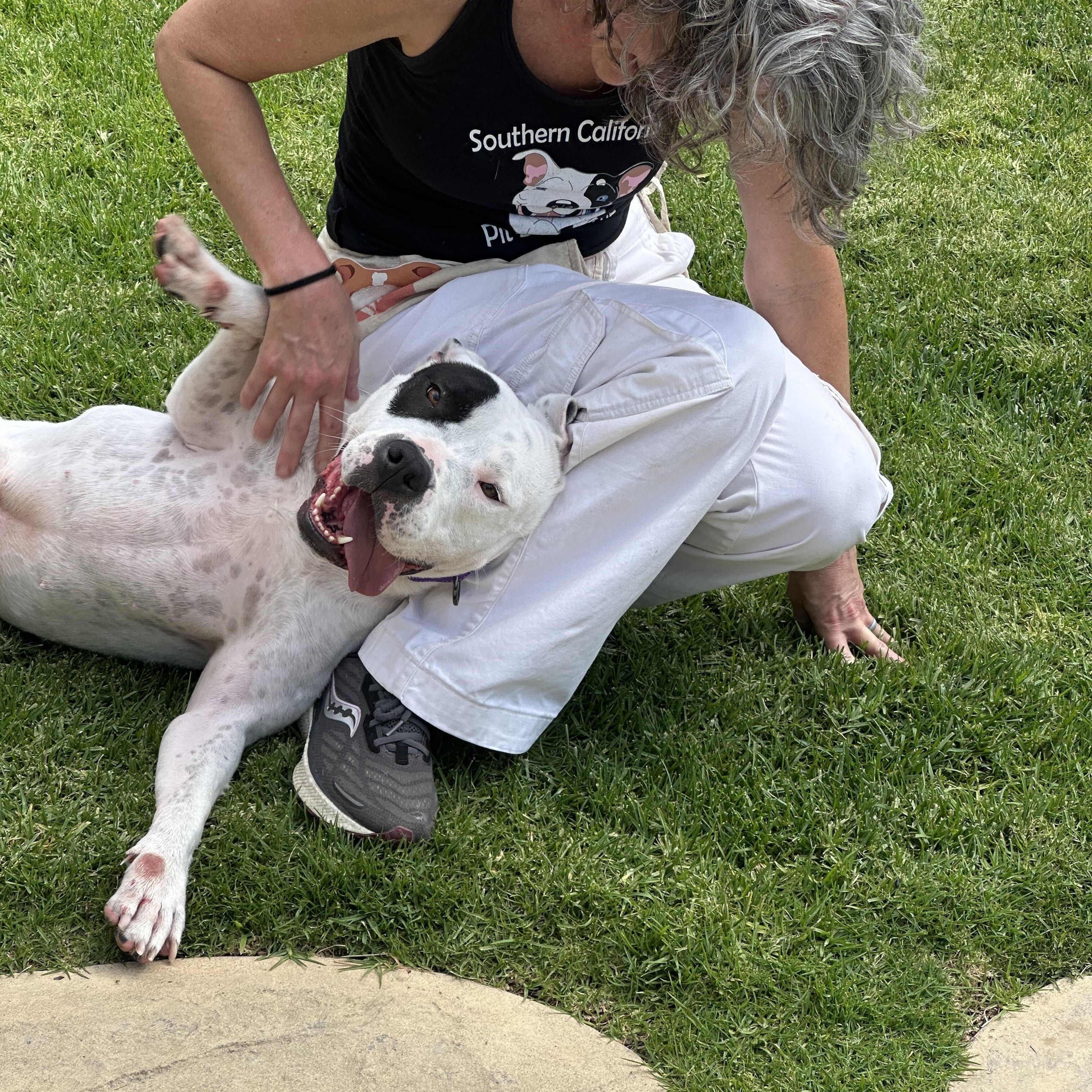 Enlarge Dottie , a ADOPTABLE mixed breed in Simi Valley, CA image 2/4