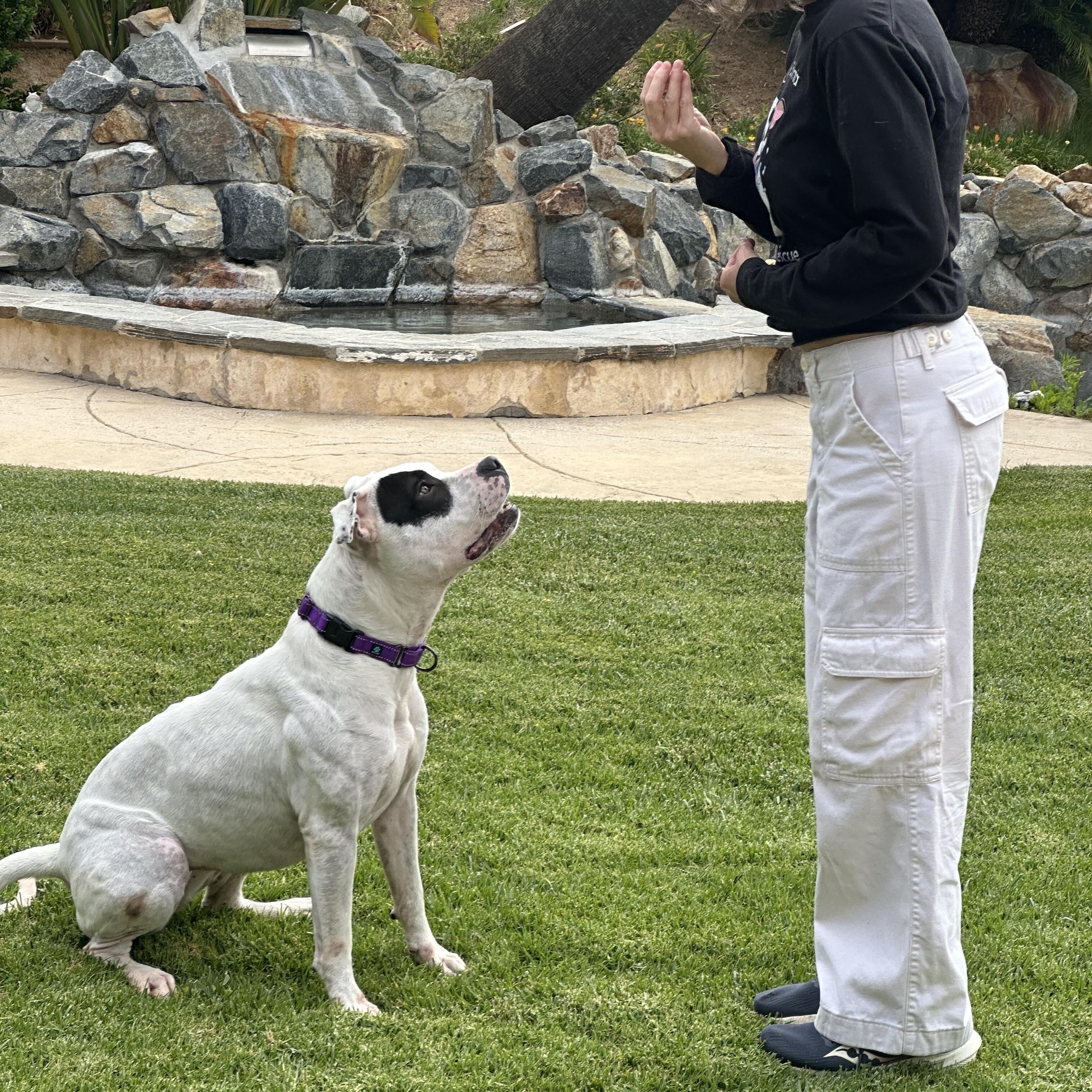 Enlarge Dottie , a ADOPTABLE mixed breed in Simi Valley, CA image 4/4