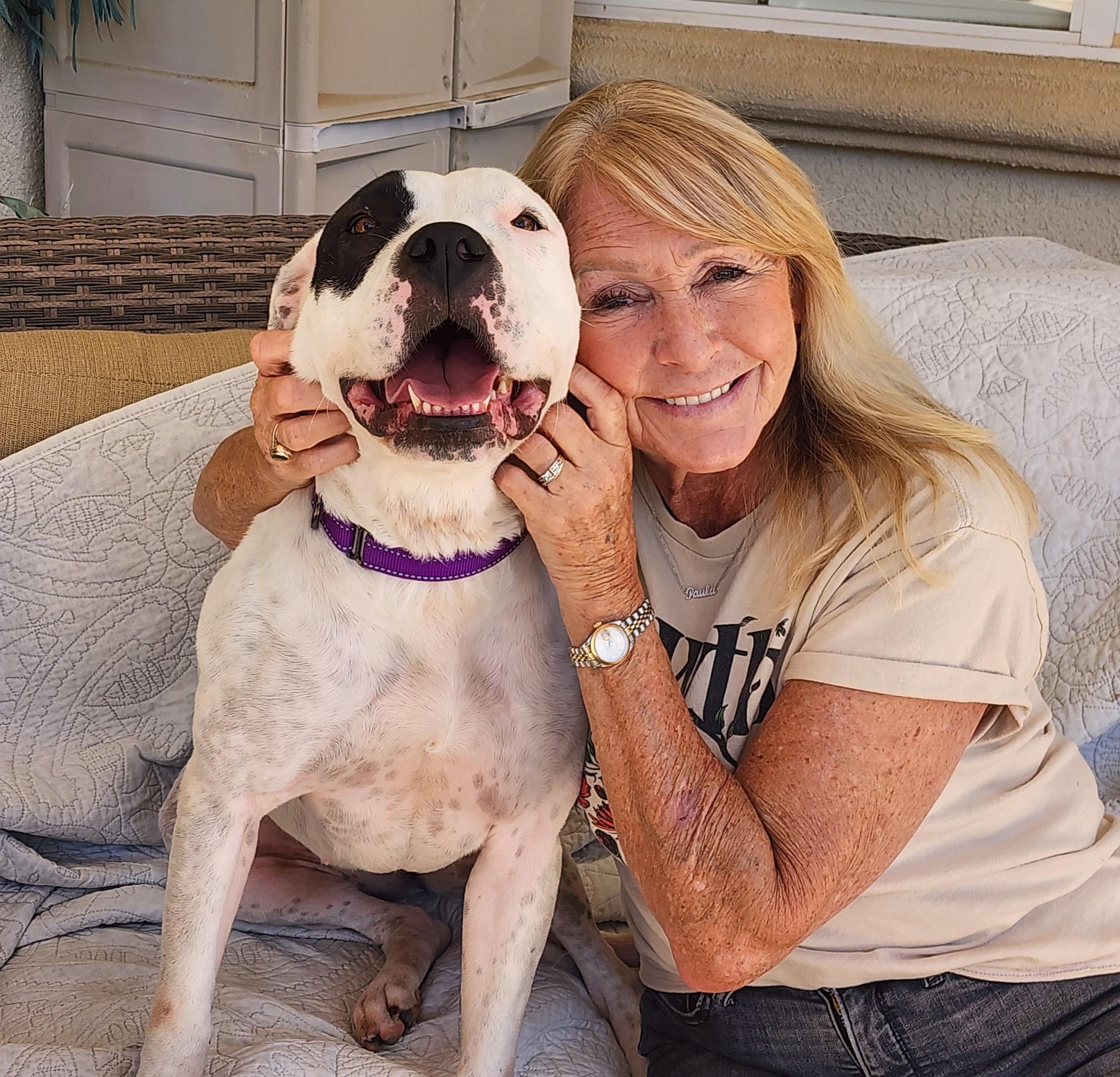 Dottie , ADOPTABLE, Adult Female Pit Bull Terrier & American Bulldog.