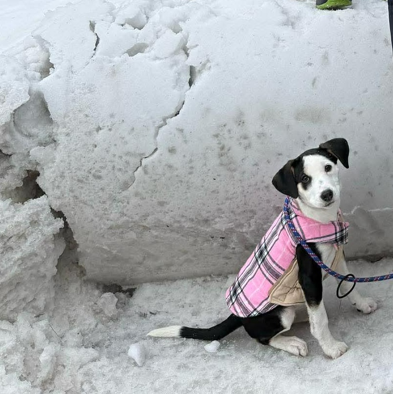 Enlarge Laverne, an adopted mixed breed in hilton, NY image 2/6