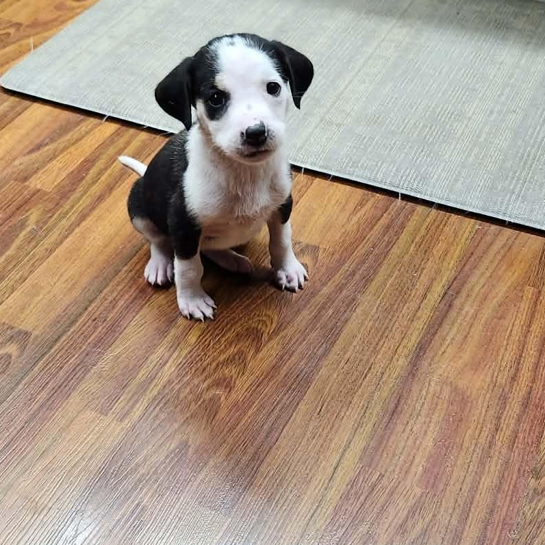 Enlarge Laverne, a ADOPTABLE mixed breed in hilton, NY image 2/6