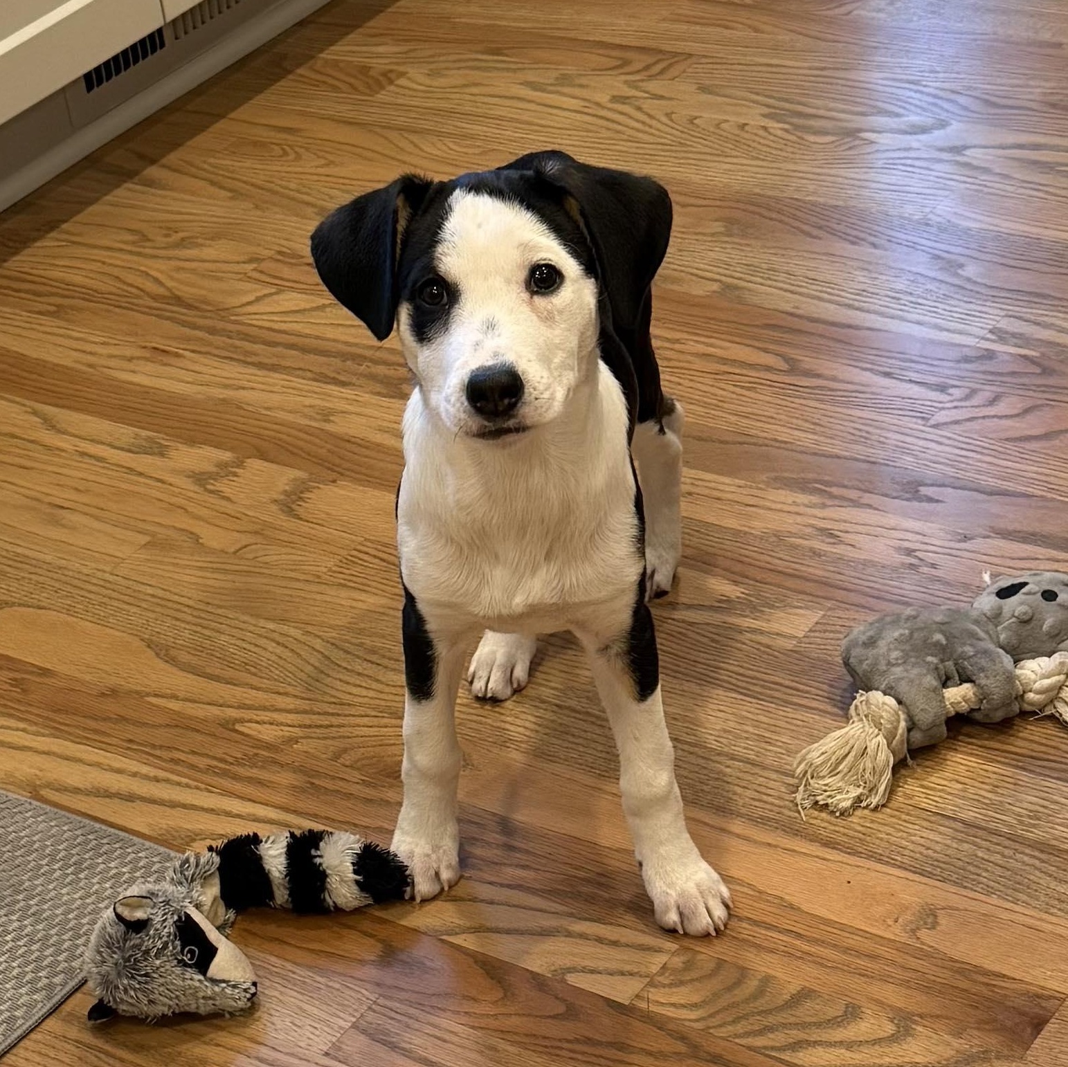 Enlarge Laverne, an adopted mixed breed in hilton, NY image 1/6