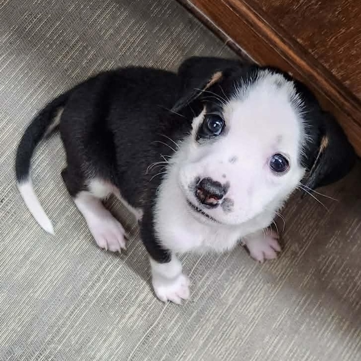 Enlarge Laverne, a ADOPTABLE mixed breed in hilton, NY image 3/6